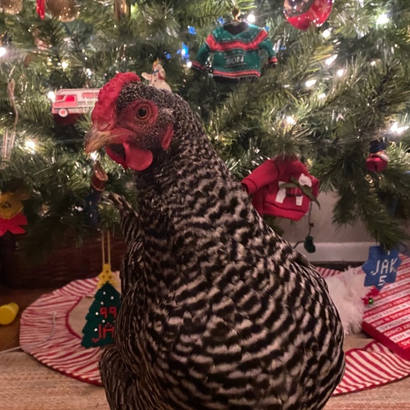 Meet your Posher, Delyn - Picture 1 of 1